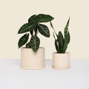 May include: Two potted plants, one with large, dark green leaves and the other with long, thin, green leaves. Both plants are in cream-coloured ceramic pots with matching saucers.