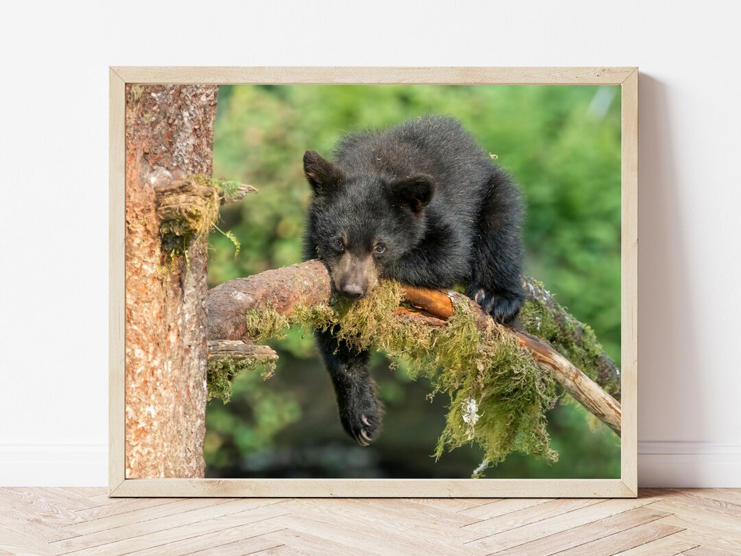 Black Bear Cub Photo Printbear Wall Artblack Bear Printbear Cub