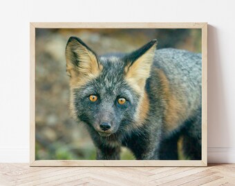 Fox Photo-Fox Print-Fox Wall Art-Red Fox-Fox Picture-Fox Photography-Nursery Fox-Fox Gifts-Fox Art-Woodland Nursery-Wildlife Photography