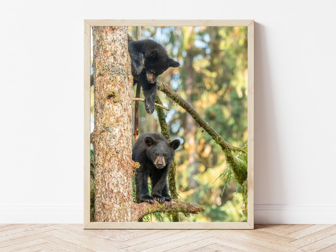 Black Bear Cub Photo Printbear Wall Artblack Bear Printbear Etsy