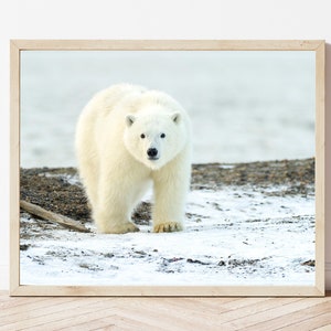 Polar Bear Photo-Polar Bear Print-Polar Bear Cub-Polar Bear Picture-Wildlife Photography-Nature Photography-Polar Bear Nursery