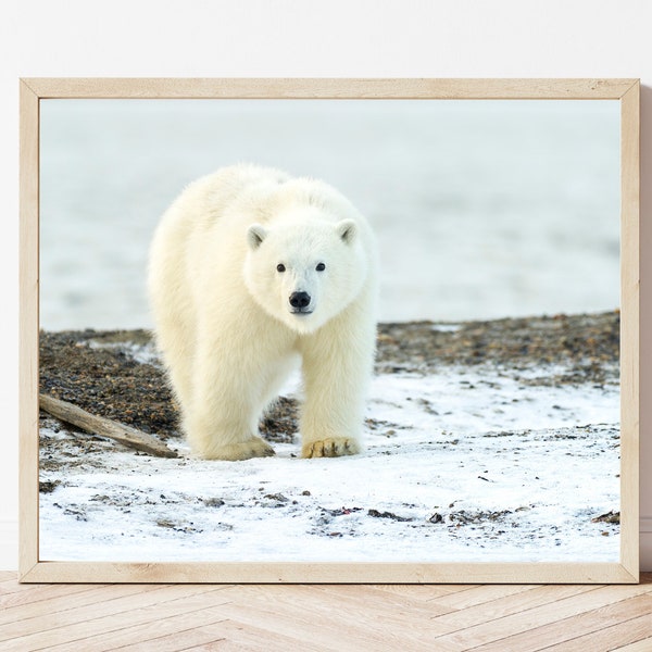 Polar Bear Photo-Polar Bear Print-Polar Bear Cub-Polar Bear Picture-Wildlife Photography-Nature Photography-Polar Bear Nursery