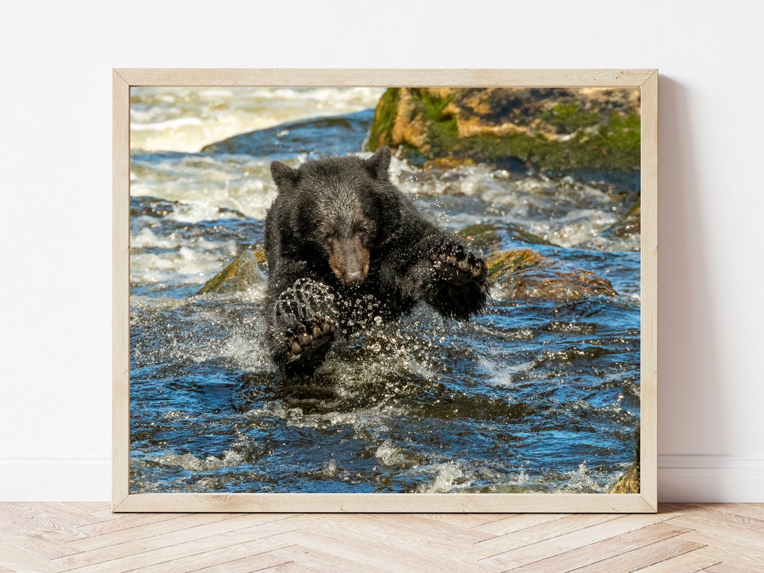 Black Bear Photo Printbear Wall Artblack Bear Printblack Etsy