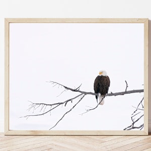 Eagle Photo-Eagle Print-Bald Eagle Photo-Bald Eagle Print-Eagle Wall Art-Eagle Picture-Eagle Picture-Eagle Photography-Wildlife Photography