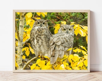 Owl Photo-Owl Print-Great Horned Owls-Owl Picture-Owl Photography-Owl Gifts-Bird Photography-Wildlife Photography-Nature Photography