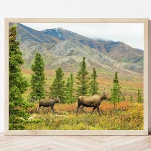 Moose Photo-Moose Print-Alaskan Moose-Moose Picture-Moose Calf-Moose Photography-Wildlife Photography-Nature Photography-Alaska Wall Art