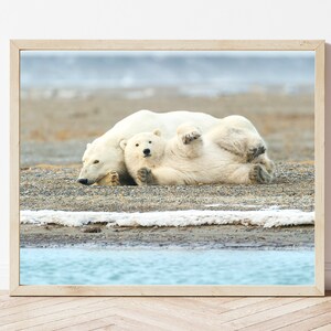 Polar Bear Photo-Polar Bear Print-Polar Bear Cub-Polar Bear Picture-Wildlife Photography-Nature Photography-Polar Bear Nursery
