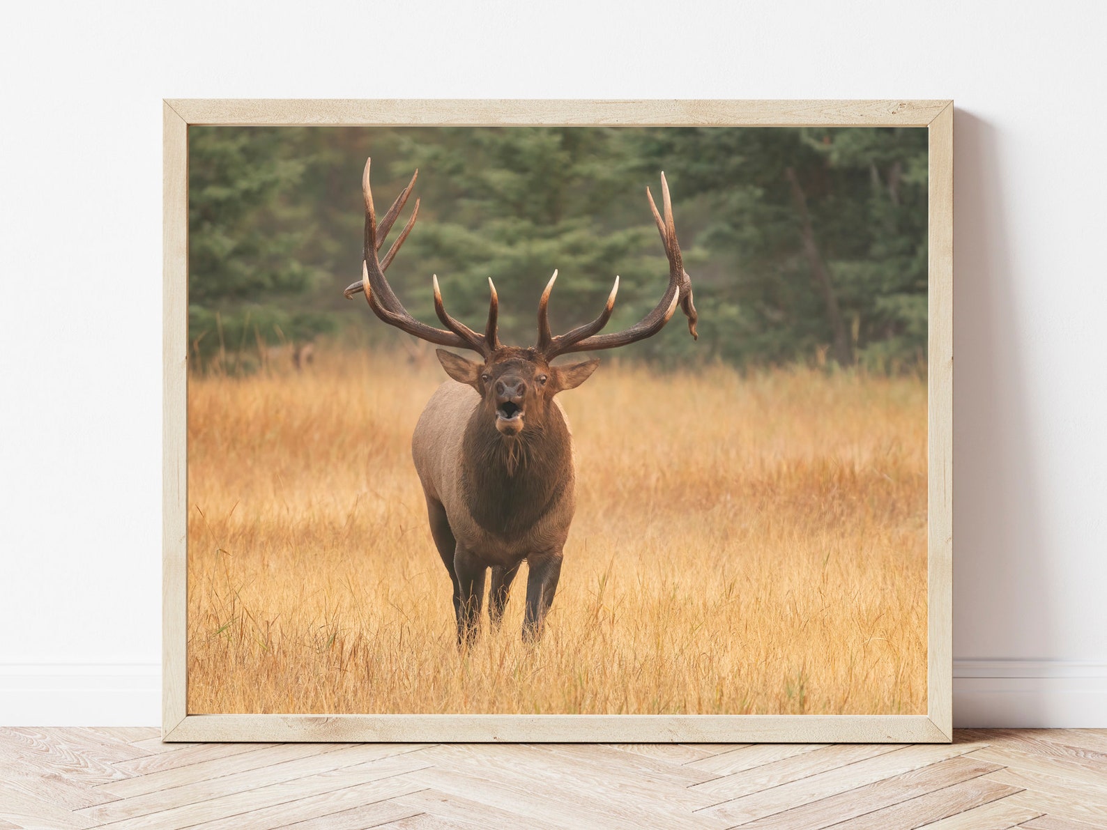 Elk Photoelk Printelk Wall Artbull Elkelk Pictureelk Photography