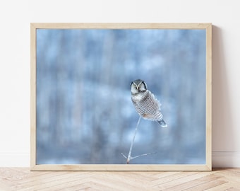 Owl Photo-Owl Print-Northern Hawk Owl-Owl Picture-Owl Photography-Bird Photography-Owl Gifts-Wildlife Photography-Nature Photography