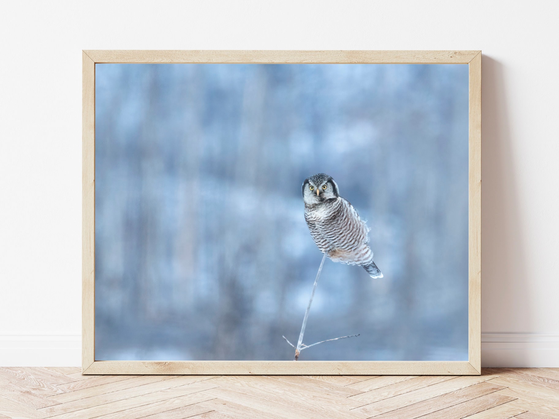 Owl Photo-Owl Print-Northern Hawk Owl-Owl Picture-Owl Photography-Bird Photography-Owl Gifts-Wildlif