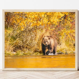 Grizzly Bear Photo Print-Brown Bear Print-Bear Wall Art-Grizzly Bear Picture-Bear Photography-Wildlife Photography-Nature Photography