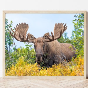 Moose Photo-Moose Print-Alaskan Moose-Moose Picture-Moose Photography-Wildlife Photography-Nature Photography-Alaska Wall Art-Cabin Print