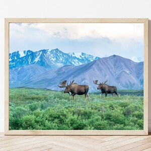 Moose Photo-Moose Print-Alaskan Moose-Moose Picture-Moose Photography-Wildlife Photography-Nature Photography-Alaska Wall Art-Cabin Print