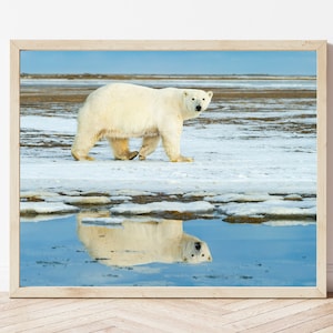Polar Bear Photo-Polar Bear Print-Polar Bear Picture-Polar Bear Photography-Wildlife Photography-Nature Photography-Animal Photography
