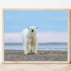 Polar Bear Photo-Polar Bear Print-Polar Bear Picture-Polar Bear Photography-Wildlife Photography-Nature Photography-Animal Photography