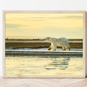 Polar Bear Photo-Polar Bear Print-Polar Bear Picture-Polar Bear Photography-Wildlife Photography-Nature Photography-Animal Photography