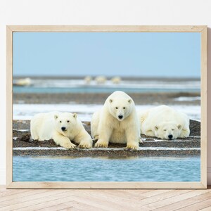 Polar Bear Photo-Polar Bear Print-Polar Bear Cub-Polar Bear Picture-Wildlife Photography-Nature Photography-Polar Bear Nursery
