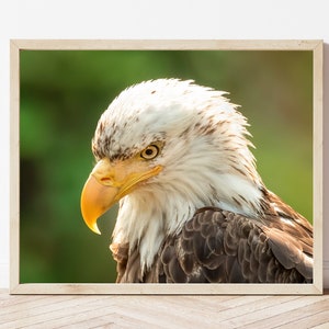 Eagle Photo-Eagle Print-Bald Eagle Photo-Bald Eagle Print-Eagle Wall Art-Eagle Picture-Eagle Picture-Eagle Photography-Wildlife Photography