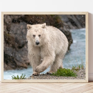 Grizzly Bear Photo Print-White Grizzly Bear-Brown Bear Print-Bear Wall Art-Grizzly Bear Picture-Bear Photography-Wildlife Photography