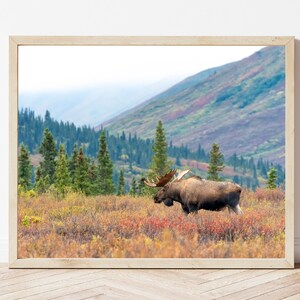 Moose Photo-Moose Print-Alaskan Moose-Moose Picture-Moose Photography-Wildlife Photography-Nature Photography-Alaska Wall Art-Cabin Print