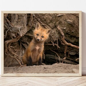 Fox Photo-Fox Print-Fox Wall Art-Red Fox-Fox Picture-Fox Photography-Nursery Fox-Fox Gifts-Baby Fox-Woodland Nursery-Wildlife Photography-