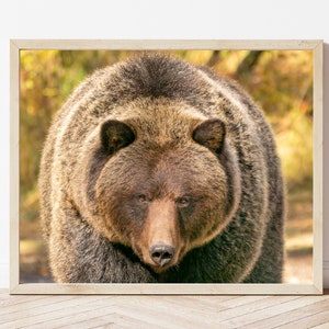 Grizzly Bear Photo Print-Brown Bear Print-Bear Wall Art-Grizzly Bear Picture-Bear Photography-Wildlife Photography-Nature Photography