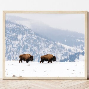 Bison Photo-Bison Print-Buffalo Photo-Buffalo Print-Bison Photography-Buffalo Photography-Bison Art-Buffalo Art-Wild Buffalo-Bison Decor