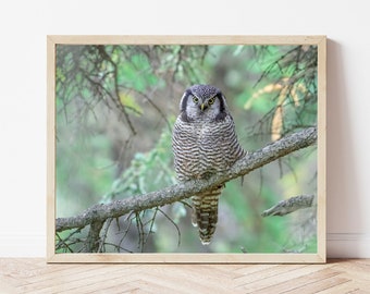 Owl Photo-Owl Print-Northern Hawk Owl-Owl Picture-Owl Photography-Bird Photography-Owl Gifts-Wildlife Photography-Nature Photography