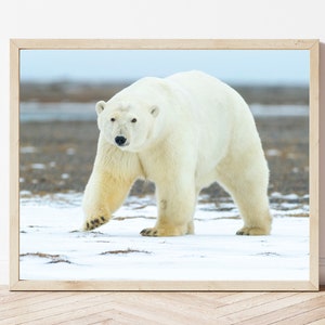 Polar Bear Photo-Polar Bear Print-Polar Bear Picture-Polar Bear Photography-Wildlife Photography-Nature Photography-Animal Photography