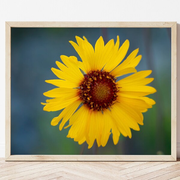 Yellow Flower Print-Yellow Flower Photo-Wildflower Print-Wildflower Photography-Flower Closeup-Macro Photography-Macro Flower