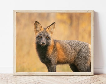 Fox Photo-Fox Print-Fox Wall Art-Red Fox-Fox Picture-Fox Photography-Nursery Fox-Fox Gifts-Fox Art-Woodland Nursery-Wildlife Photography