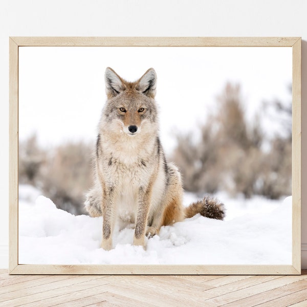 Coyote Photo-Coyote Print-Coyote Picture-Coyote Photography-Wildlife Photography-Nature Photography-Coyotes-Coyote Gifts-Coyote Wall Art