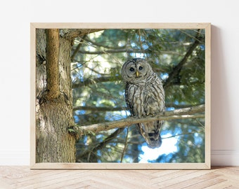 Owl Photo-Owl Print-Forest Barred Owl-Owl Picture-Owl Photography-Bird Photography-Owl Gifts-Wildlife Photography-Nature Photography