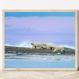 Polar Bear Photo-Polar Bear Print-Polar Bear Picture-Polar Bear Photography-Wildlife Photography-Nature Photography-Animal Photography