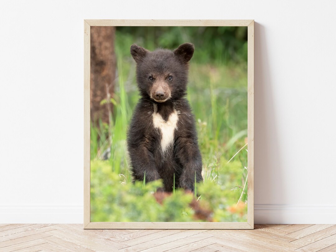 Black Bear Cub Photo Printbear Wall Artblack Bear Printbear Etsy