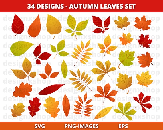 Autumn Leaves Clipart, Autumn clipart, Fall clipart, Fall Leaves clipart, Leaf clipart, Fall Leaf clipart, Season, Download SVG and PNG
