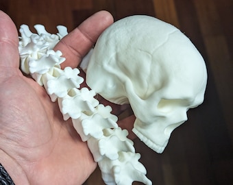 May include: A white 3D printed human skull and a section of a human spine, both held in a hand.