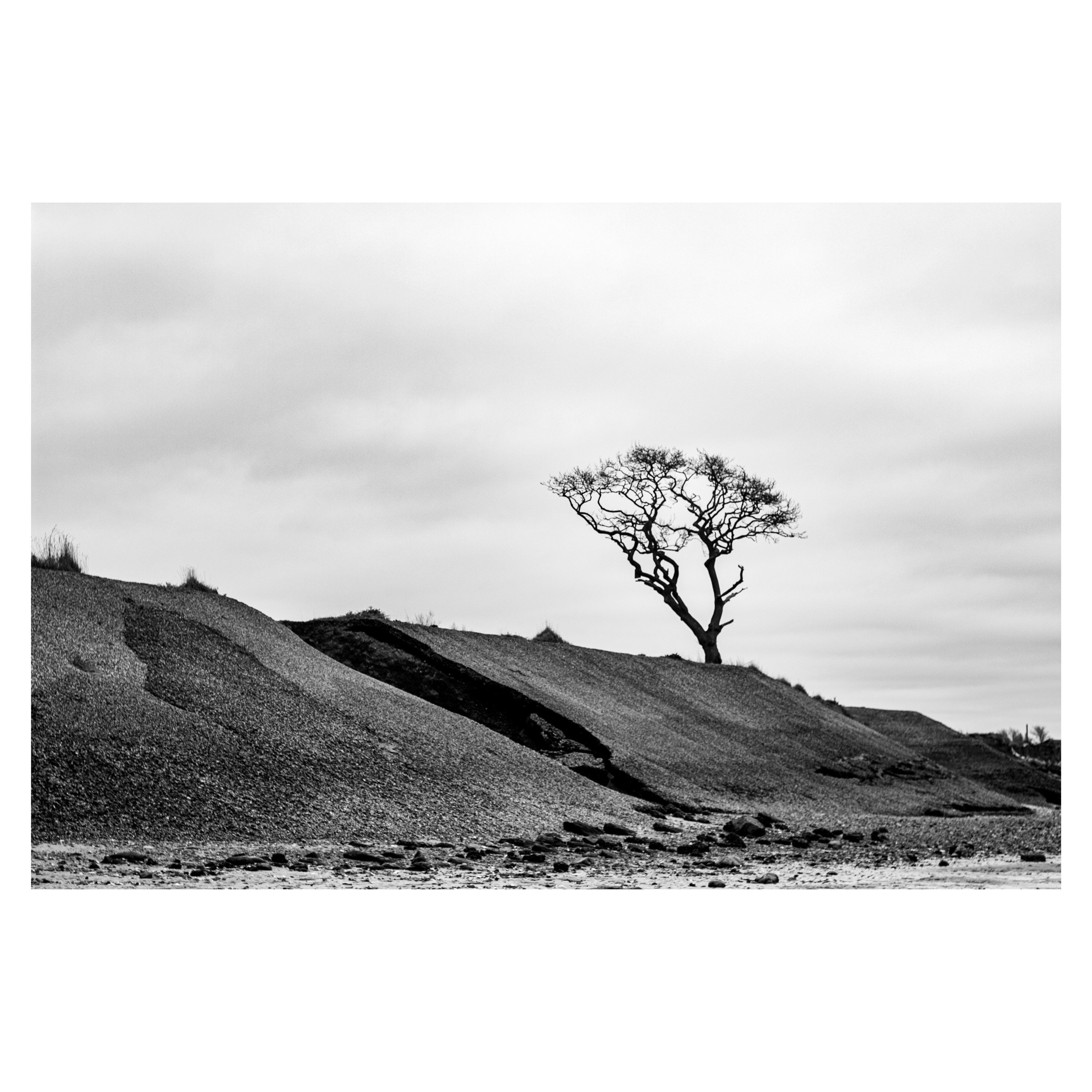 Fine art black and white Lone tree Etsy