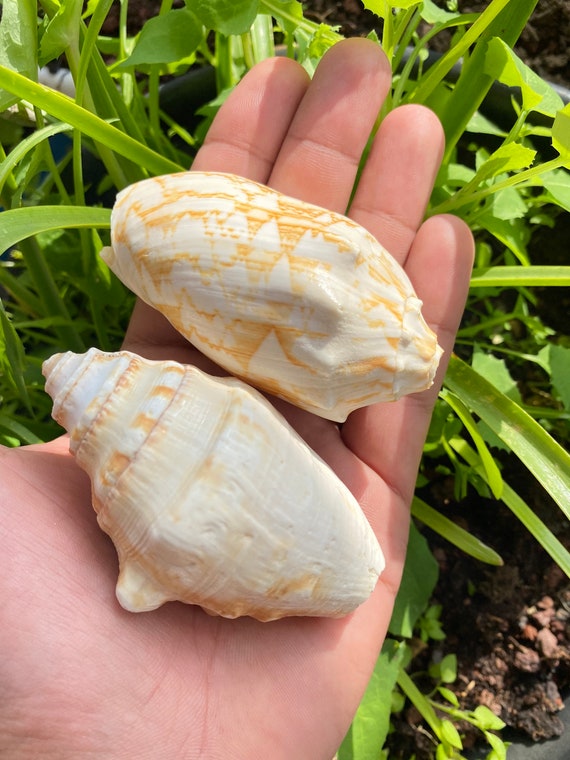 X2 Holyland Rare Seashells Shells Sea Beach Lot Craft Decor Etsy
