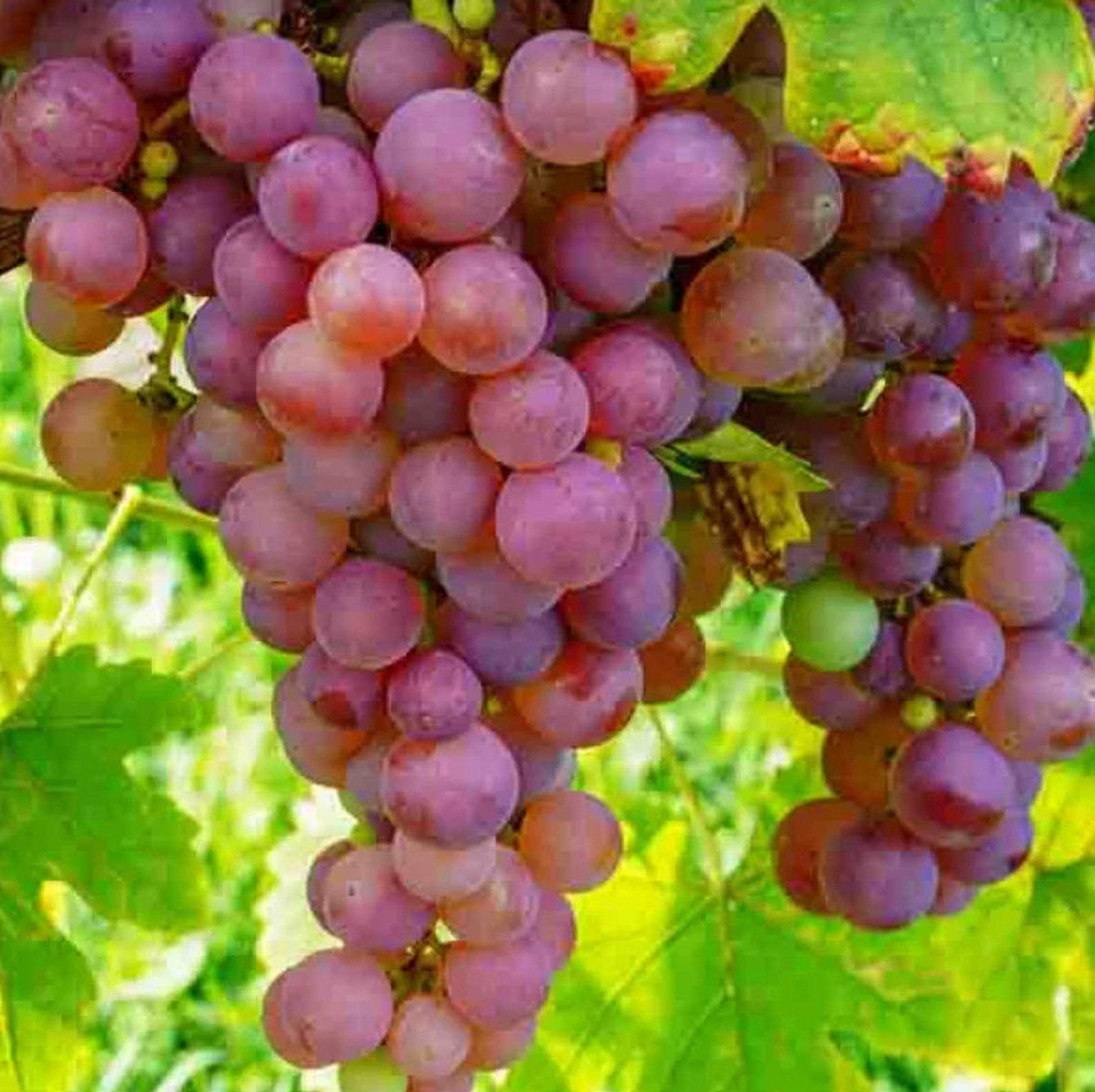 50 Ruby Roman Grape Seeds Rare Grape Seed Unusual Fruit Vine Etsy