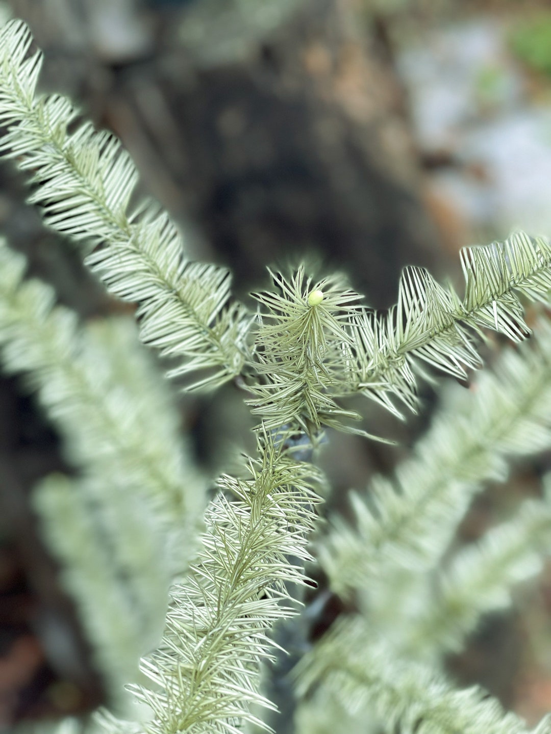 Goose Feather Christmas Tree Etsy
