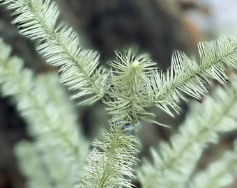 Goose Feather Christmas Tree