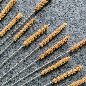May include: A set of 12 cleaning brushes with brown bristles and silver metal handles. The brushes are arranged in a diagonal pattern on a grey surface.