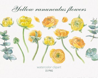 Watercolor yellow ranunculus and eucalyptus clipart. Spring flowers in PNG. Easter floral set