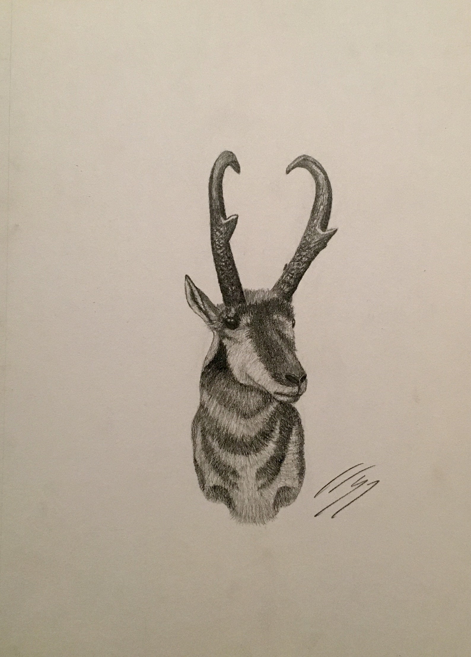 Antelope Sketch, Pronghorn, Graphite Drawing, Portrait, Holiday
