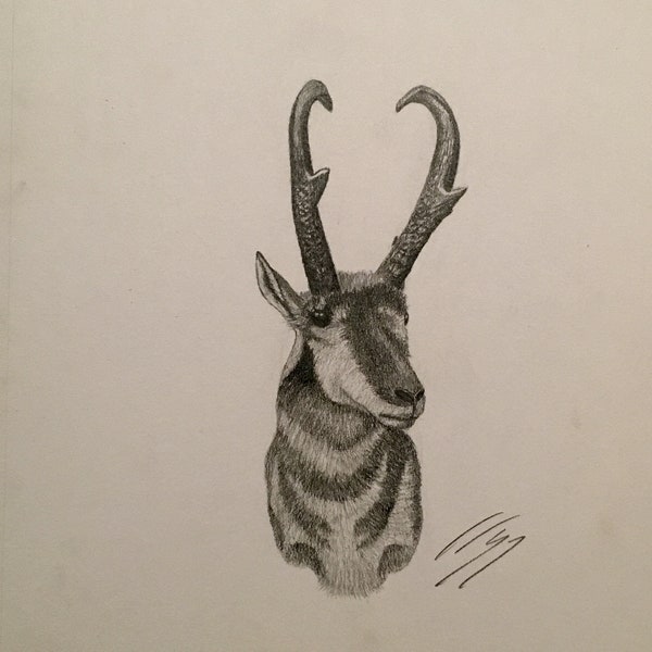 Antelope sketch, Pronghorn, graphite drawing, portrait, holiday / outdoorsman gift "Prairie Trophy"