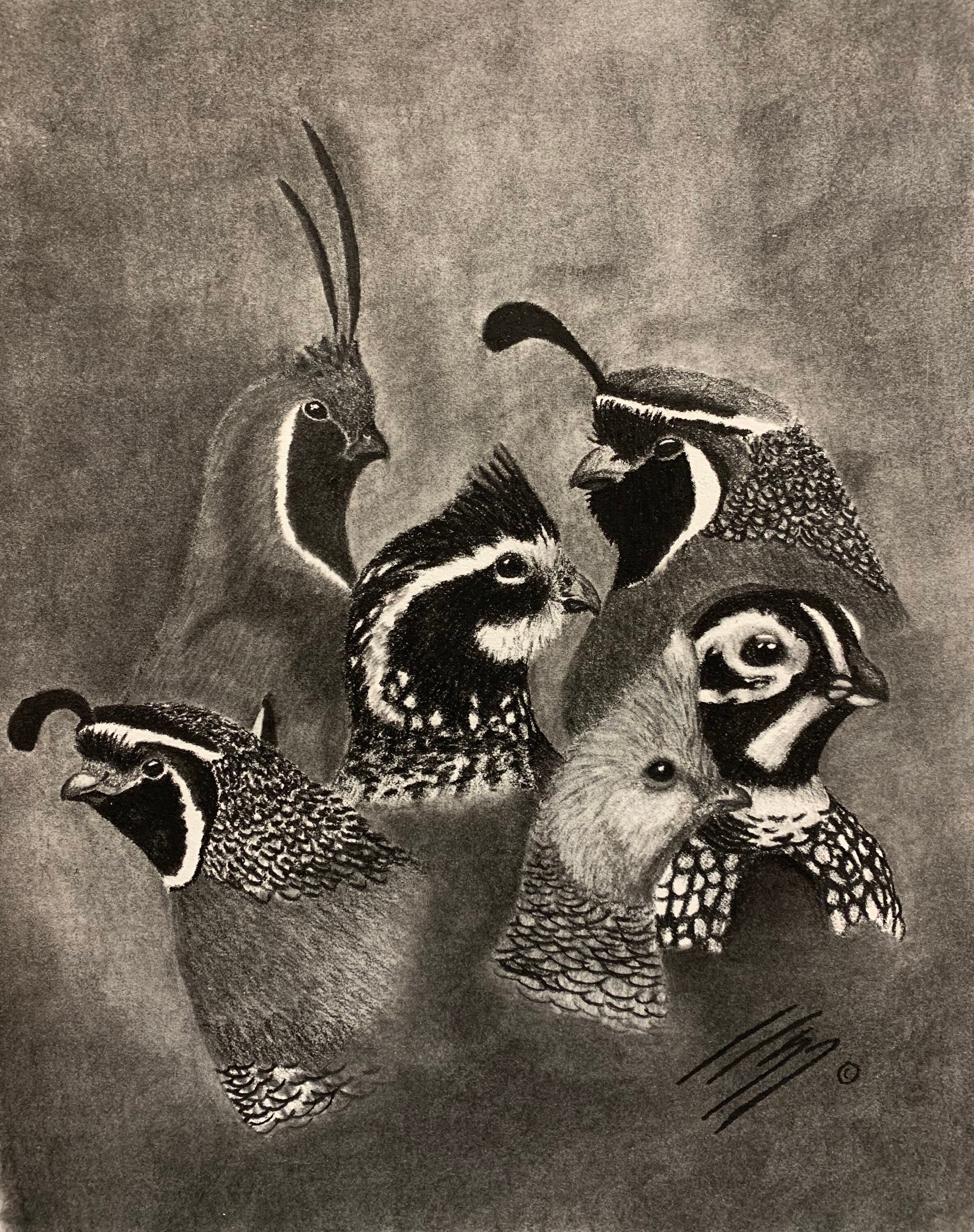 Quail Sketch Print, Charcoal Hunting Drawing, Bobwhite Quail, Gambels