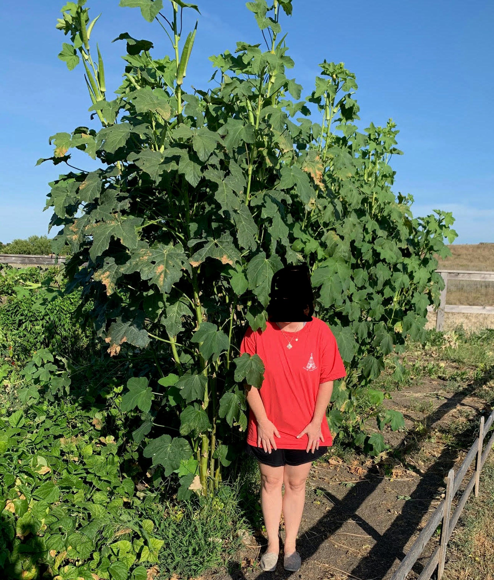 Louisiana Green Velvet Okra Seeds 100 count NonGMO Etsy