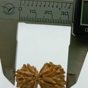 Super Heavy 9 Mukhi Nepali Gauri Shankar Rudraksha from Nepali , Shiv Parvati 32 mm IGL Certified 100% Original Genuine Bead, Super Quality
