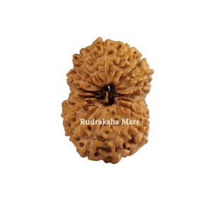 May include: A brown Rudraksha bead with a distinctive, intricate pattern. The bead has a hole in the centre and is known for its spiritual significance in Hinduism.